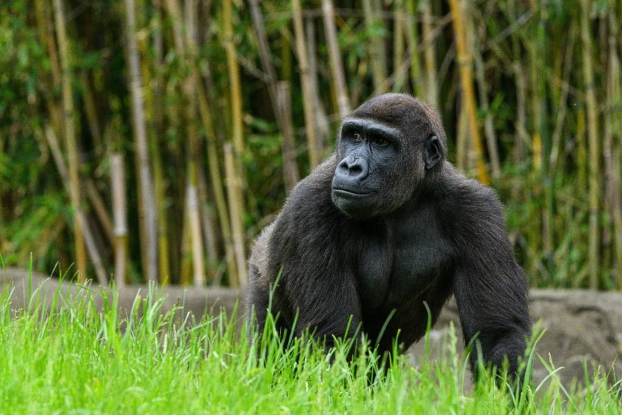 8-Day Uganda Safari: Gorillas, Chimpanzees & Cultural Experience