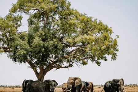 8-Day Dahabiya Nile Cruise – Luxor to Luxor (S/V Philea)